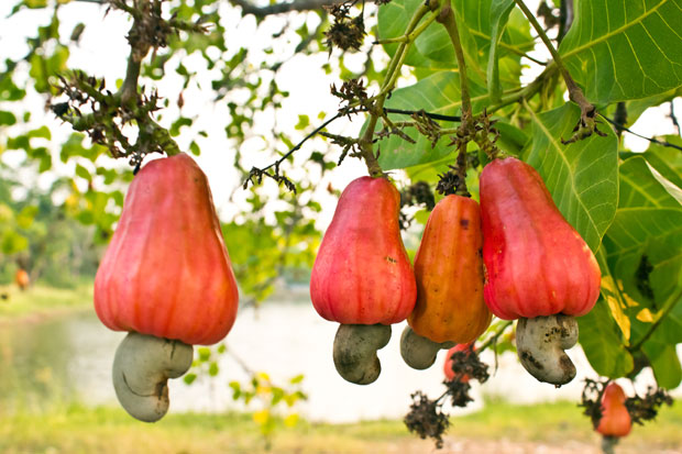 Raw Cashews